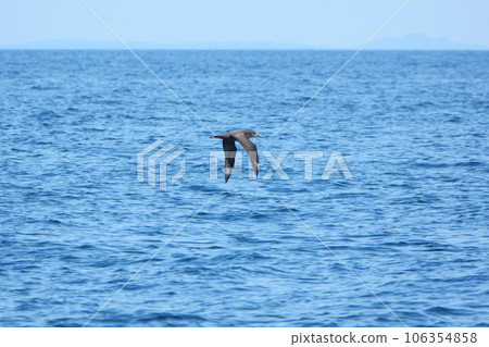 Shiretoko Black-footed albatross flying off the coast of Rausu 106354858