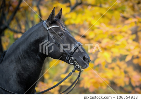 riding girl and horse riding girl and horse 106354918
