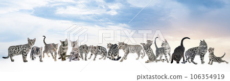 bengal cats bengal cats 106354919