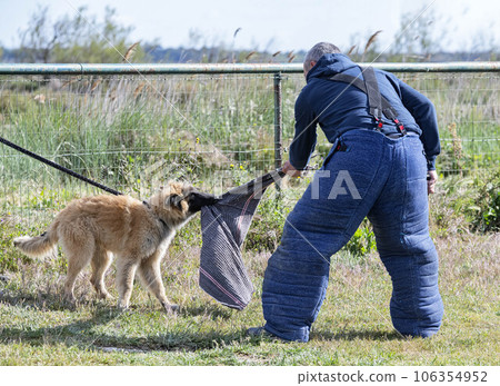 training of belgian shepherd training of belgian shepherd 106354952