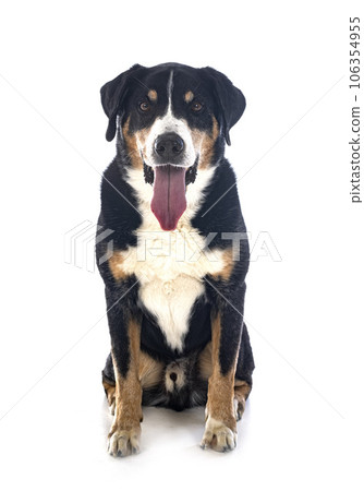 adult Appenzeller Sennenhund adult Appenzeller Sennenhund 106354955
