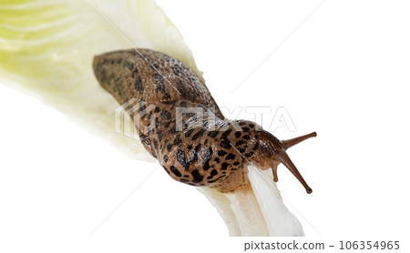 Limax maximus in studio 106354965