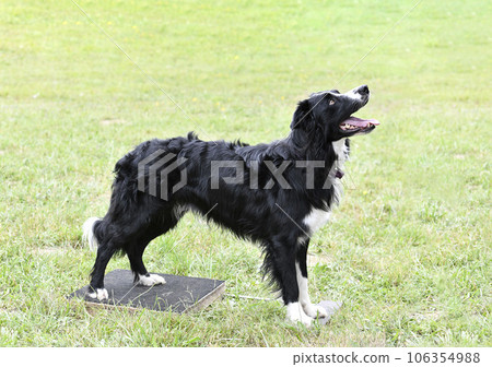 obedience training for border collie obedience training for border collie 106354988