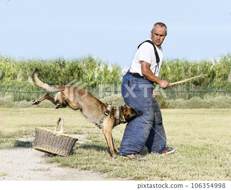 training of belgian shepherd 106354998