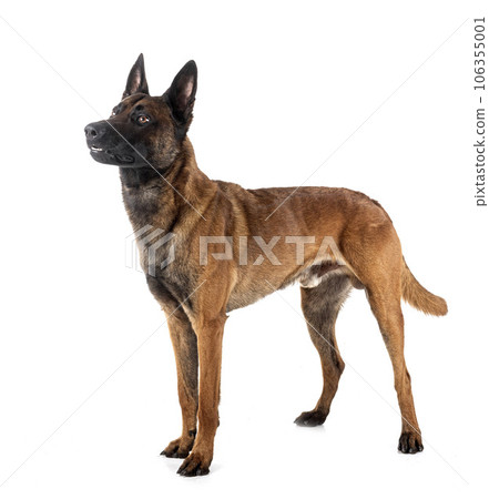 malinois in studio 106355001