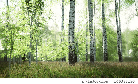 white birch trees in the forest in summer 106355156