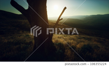 old tree stump trunk on the hill at sunset 106355224