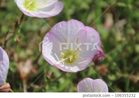 Pink afternoon blooming evening primrose, Cape Hado (Karatsu City, Saga Prefecture) 106355232