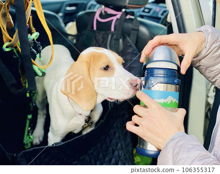 A dog that brings its nose closer to a water bottle from inside the car 106355317