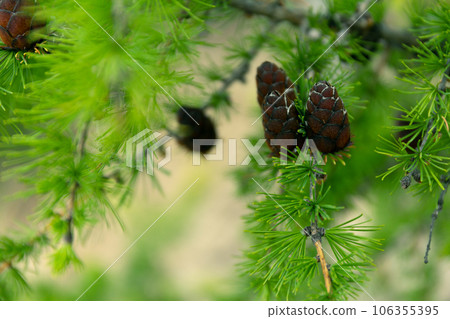 Lonely Larch on the Sandy Beach of Lake Baikal Lonely Larch on the Sandy Beach of Lake Baikal 106355395
