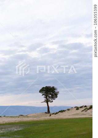 Lonely Larch on the Sandy Beach of Lake Baikal Lonely Larch on the Sandy Beach of Lake Baikal 106355399