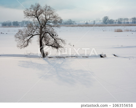 晨霧中千曲川雪原中的一棵孤樹 106355658