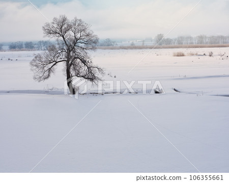晨霧中千曲川雪原中的一棵孤樹 晨霧中千曲川雪原中的一棵孤樹 106355661