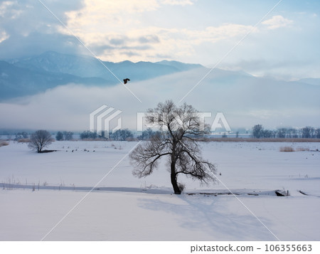 晨霧中矗立在千曲川雪原上的一棵樹 晨霧中矗立在千曲川雪原上的一棵樹 106355663