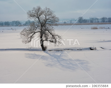 A lone tree standing in the snowfield of the Chikuma River in the morning mist 106355664