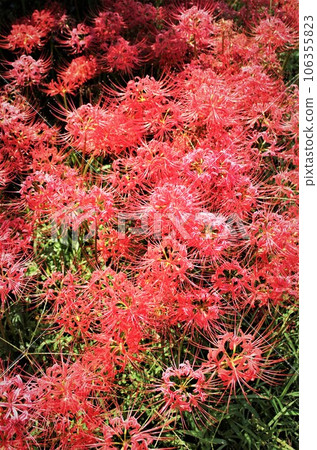 Higanbana field 106355823