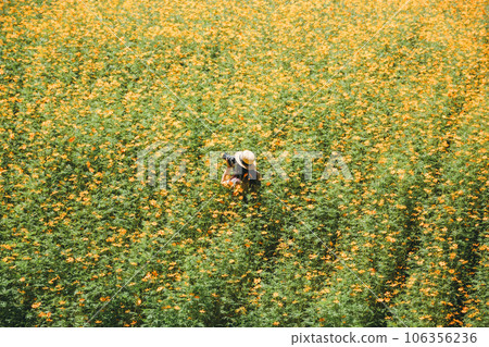 A woman holding a camera with yellow cosmos A woman holding a camera with yellow cosmos 106356236