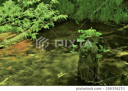 上高地沼澤 106356251
