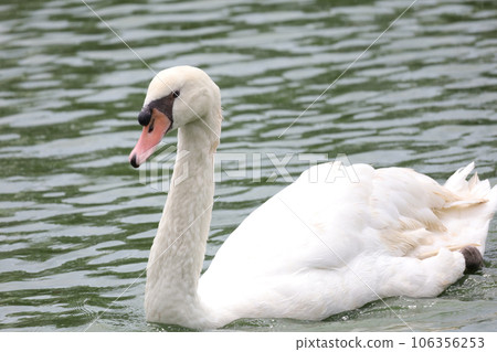 Close up White goose in river Close up White goose in river 106356253