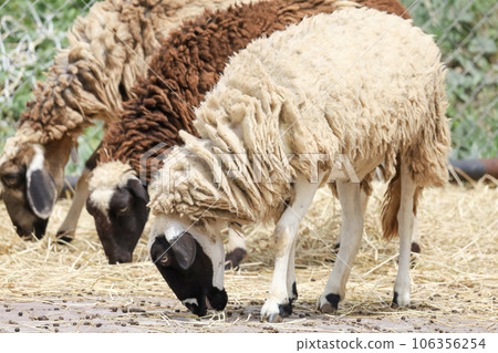 Close up group Sheep is eatting in garden Close up group Sheep is eatting in garden 106356254