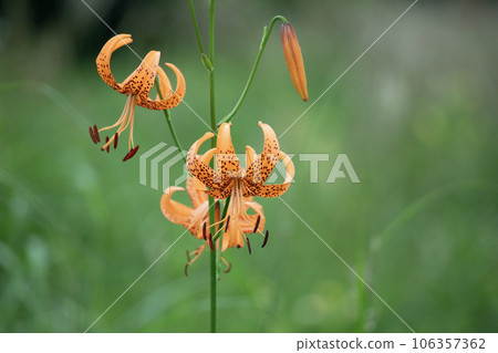 明亮的橙色老虎百合在草地上綻放 明亮的橙色老虎百合在草地上綻放 106357362