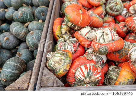 Bright red turban turk squash pumpkin pile heap in wooden box farm countryside yard. Autumn pumpkin decoration.Halloween thanksgiving celebration symbol plant. Country rustic squash autumn background 106359746