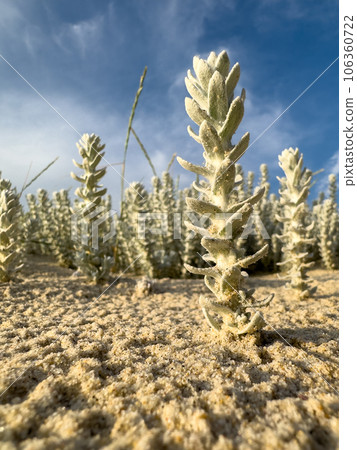 Winterfat bush Winterfat bush 106360722