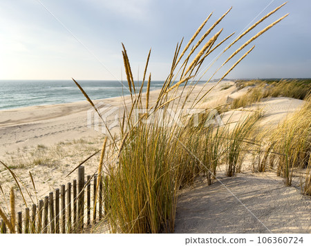 Beach grass on dune landscape Beach grass on dune landscape 106360724