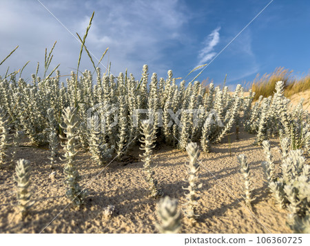 Winterfat bush Winterfat bush 106360725