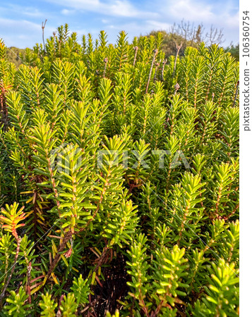Camarinha or Portuguese crowberry 106360754