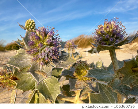 Thistle hidden among flowers and grass 106360756