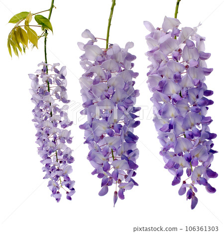 Wisteria flowers 106361303