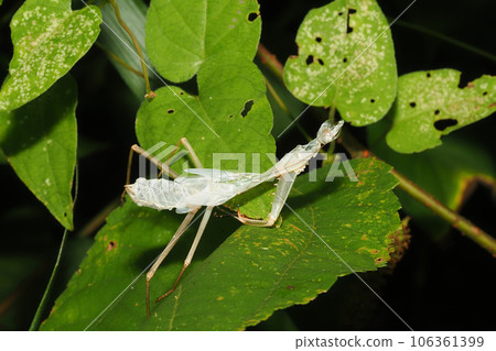 Mantis exclusion shell 106361399