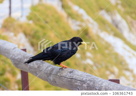 Alpine chough or yellow-billed chough (Pyrrhocorax graculus) in the mountain nature habitat in Alps, Switzerland 106361743