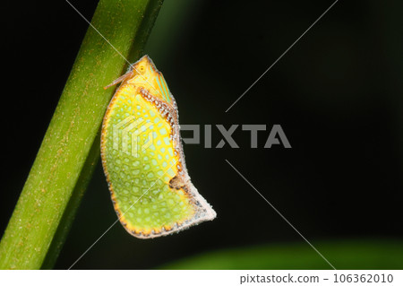 Helichahagoromo (Invasive species of the family Aobahagoromo) 106362010