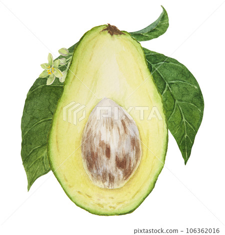 Avocado half watercolor hand drawn realistic illustration. Green and fresh art of salad, sauce, guacamole, smoothie ingredient. For textile, menu, cards, paper, package design 106362016