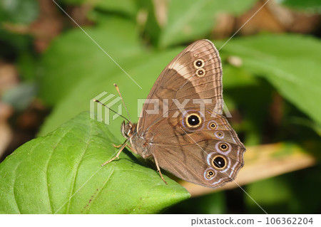 Black lizard Black lizard 106362204