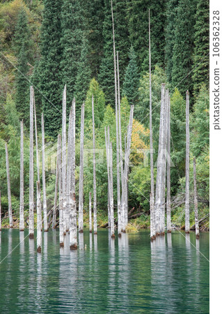 Bog spruce wood in mountain lake. Kaindi lake in Kolsay Kolderi gorge, nature of Qazaqstan National Park, vertical Bog spruce wood in mountain lake. Kaindi lake in Kolsay Kolderi gorge, nature of Qazaqstan National Park, vertical 106362328