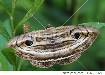 Osugurotomoe Osugurotomoe 106362421