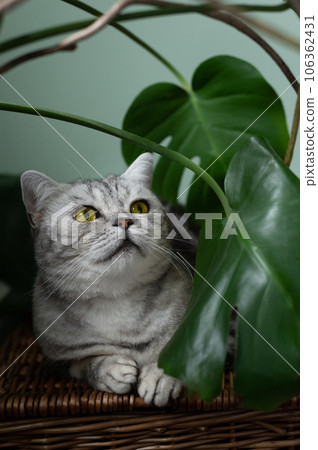 Cute silver tabby british shorthair cat 106362431
