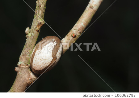 伊拉加的繭 106362792