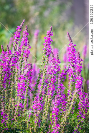 Summer Flowering Purple Loosestrife, Lythrum tomentosum on a green blured background. 106362835