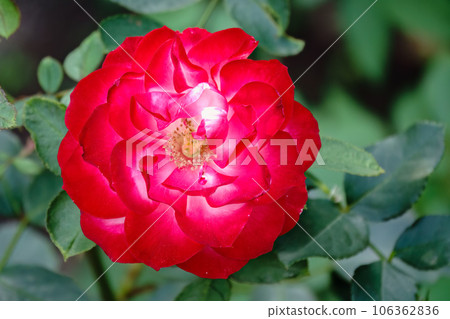 Close-up of a pink rose on green background Close-up of a pink rose on green background 106362836