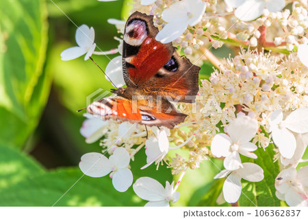 European Peacock butterfly sitting on white flowers European Peacock butterfly sitting on white flowers 106362837