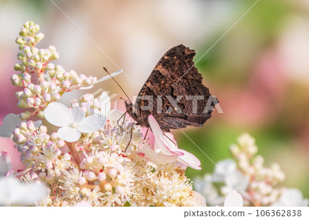 European Peacock butterfly sitting on white flowers European Peacock butterfly sitting on white flowers 106362838