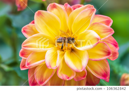 A bee collects nectar from yellow flowers of Yellow dahlia flower in the garden in summer close-up. 106362842