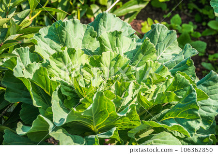 Close up of endless field with green leaves and purple veins of red cabbage plants. 106362850
