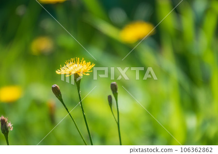 Field of yellow dandelions. Taraxacum officinale, the common dandelion 106362862