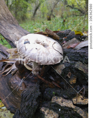 a small mushroom with a white cap grew on the trunk of a fallen tree a small mushroom with a white cap grew on the trunk of a fallen tree 106362980