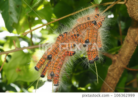 Larva of Tsumugi Shachifuko 106362999